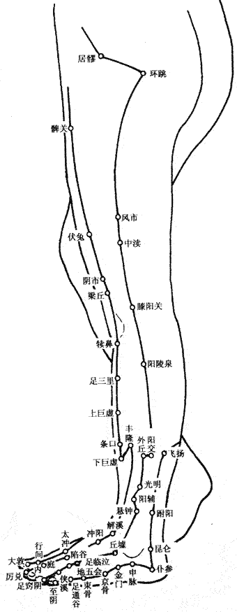 人体下肢外(wài)侧穴位图 人体下肢外侧穴位图