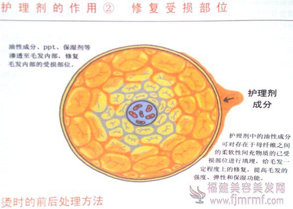 护理(lǐ)剂的作用(yòng)2-修复受损(sǔn)部位 护理剂的(de)作用(yòng)2-修复受损部位
