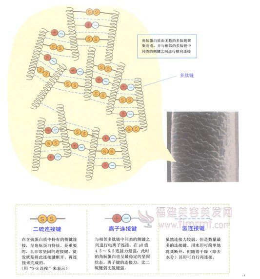 毛发内部的(de)连接键-美(měi)发知(zhī)识 毛发(fā)内部的连接(jiē)键(jiàn)-美(měi)发知识