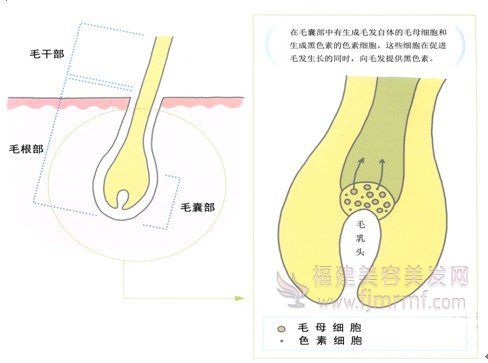 色(sè)素细胞(bāo)-头发的颜(yán)色与(yǔ)黑色素(sù)的关(guān)系(xì) 色素(sù)细(xì)胞-头(tóu)发的颜色(sè)与黑色素的关系