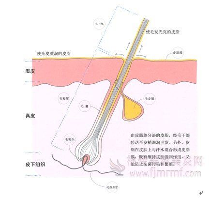 皮脂的传送(sòng)和(hé)作用-毛发与皮(pí)肤之关系 皮脂(zhī)的传送和作用(yòng)-毛发与(yǔ)皮(pí)肤之关(guān)系