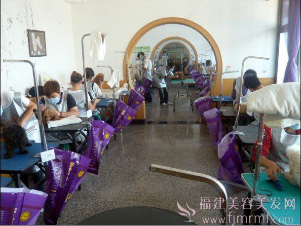 宠物美容学校实操课 宠物美(měi)容学校实(shí)操课(kè)