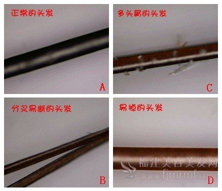 养发秘籍-四种头发类型 养(yǎng)发秘籍(jí)-四种头发(fā)类(lèi)型